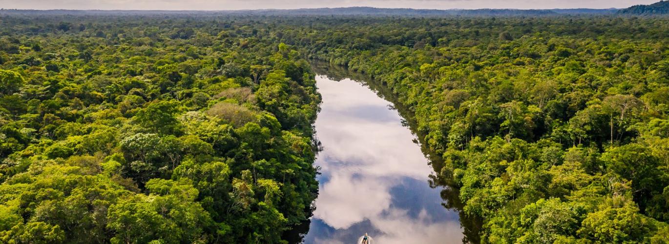 Fôret en Guyane